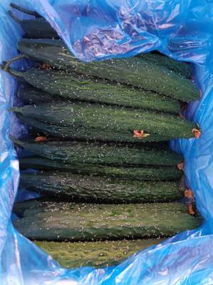 东莞蔬菜批发 高效配送服务，新鲜直达工厂食堂