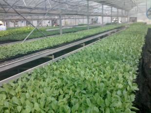 寿光建发 以最实惠价格提供优质大棚蔬菜种苗，一站式批发供应服务