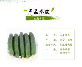 苏子富春水果黄瓜——夏季绿色农家小黄瓜，新鲜现摘的东北特产｜尝鲜正当时！