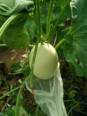 寿光田马果菜市场 常年代收优质瓜果蔬菜，新鲜直供批发