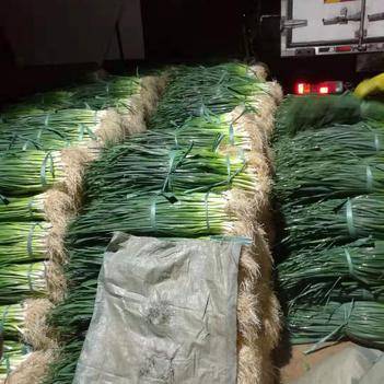 “菜篮子”背后的领路人 惠农网供应商杨维显的新鲜蔬菜生意经